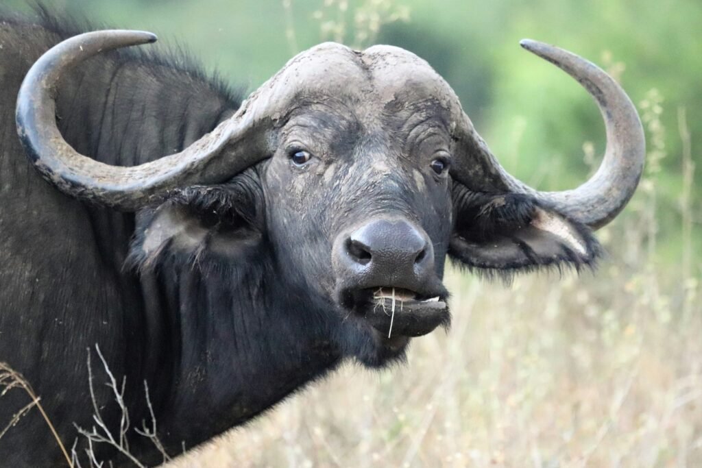 African Buffalo - Tanzania big five
