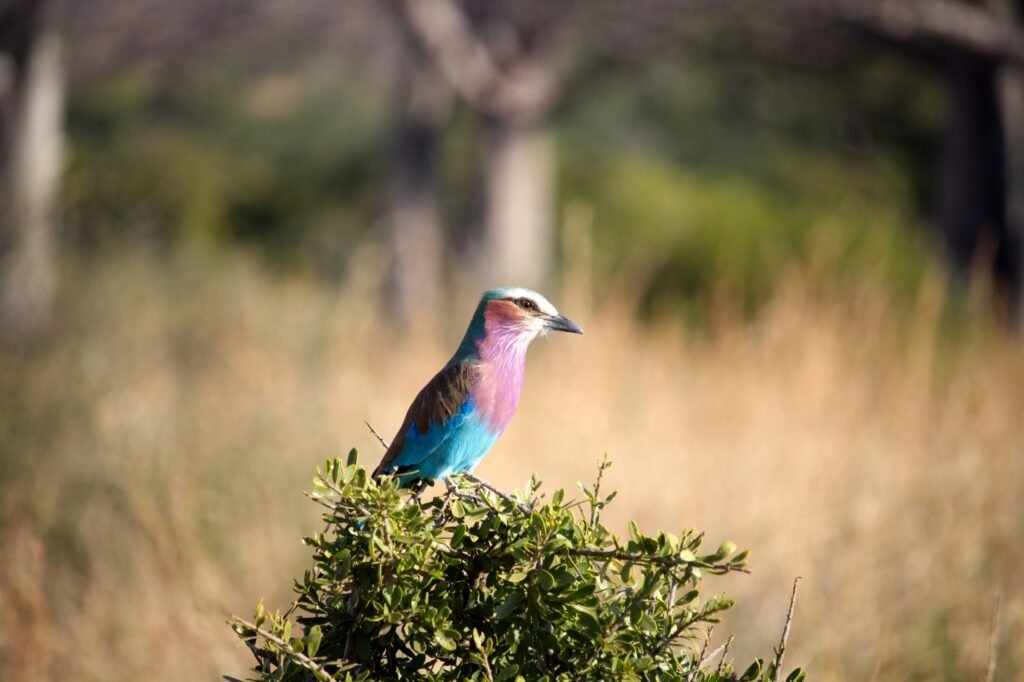 Birdwatching in Tanzania