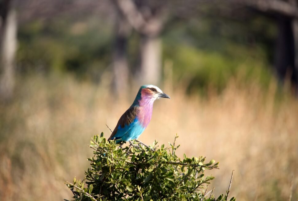 Birdwatching in Tanzania