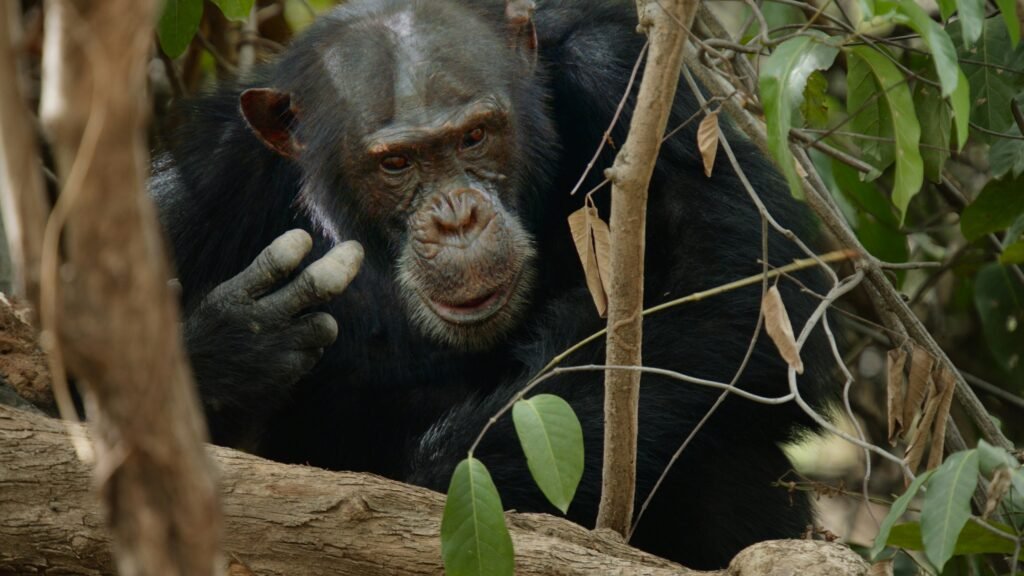 Chimpanzee - Rare primate