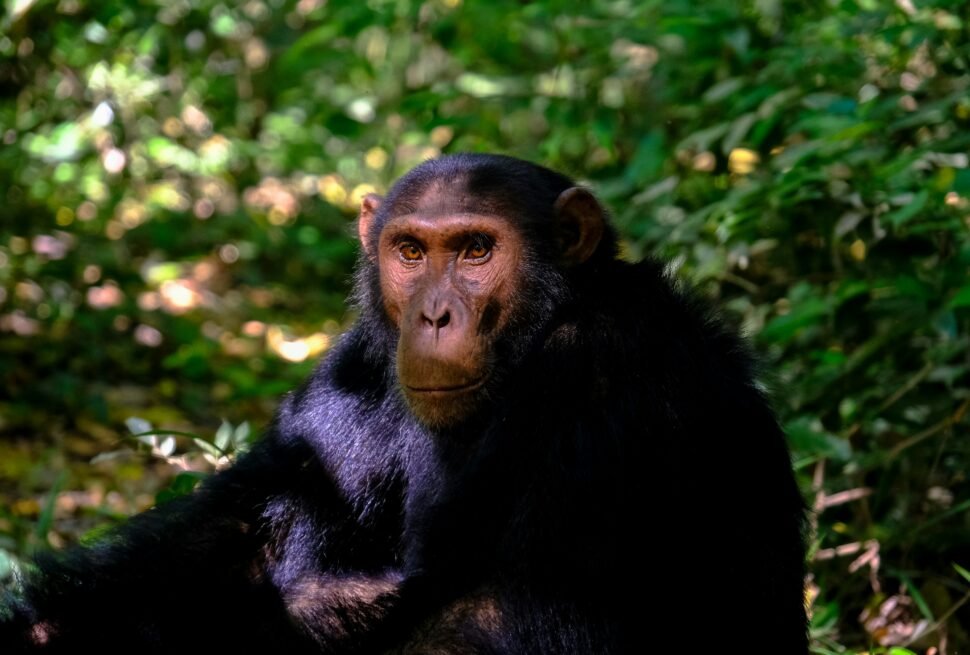 chimpanzee in Tanzania