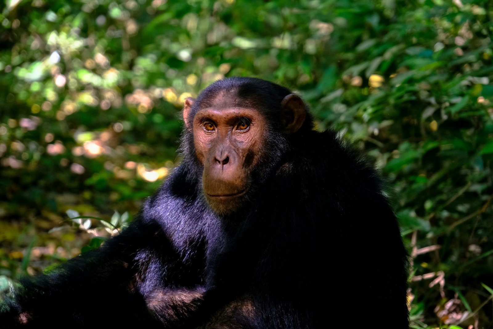 chimpanzee in Tanzania