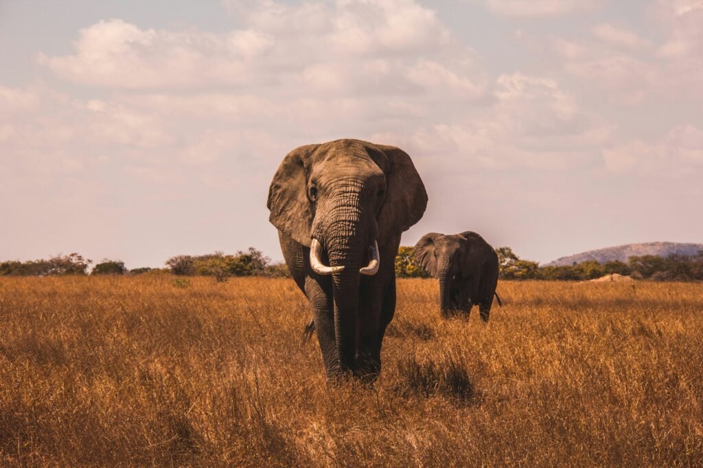 Elephant - Tanzania big five