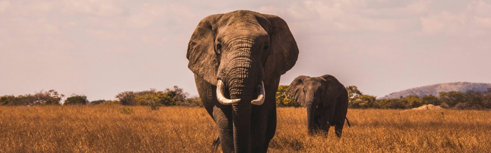 Elephant - Tanzania big five