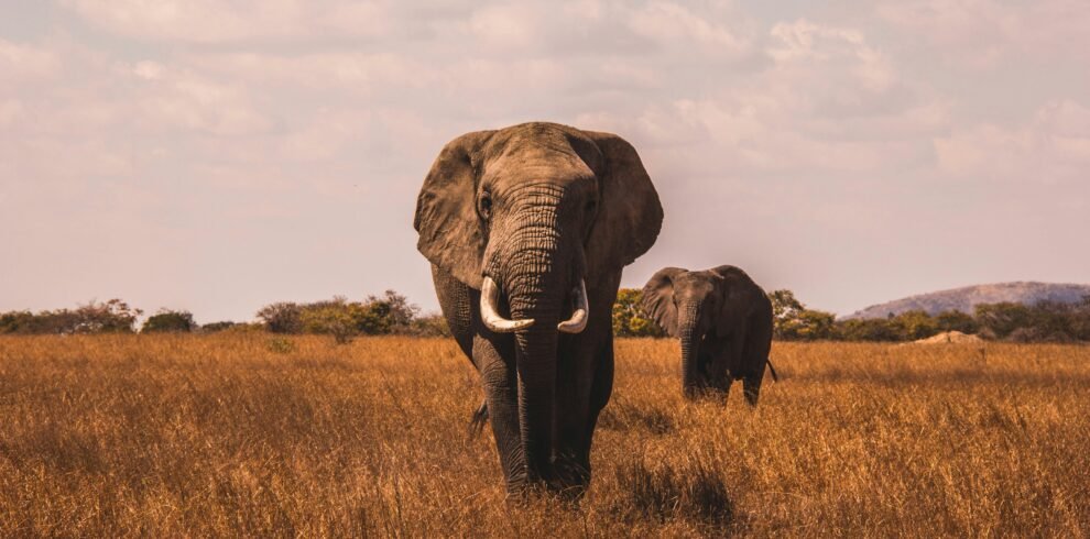 Elephant - Tanzania big five