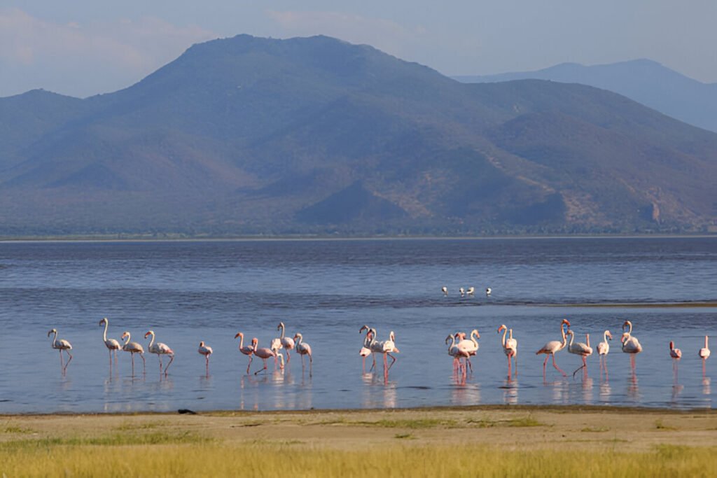 Flamingos in Lake Manyara