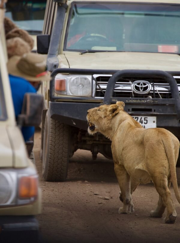 Game drives