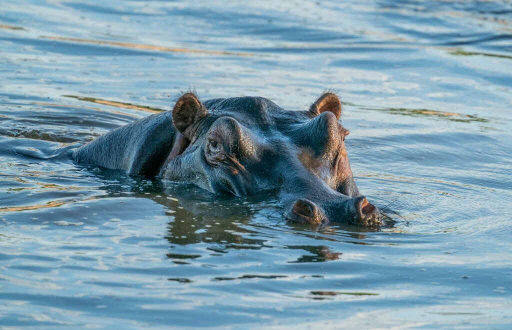 Hippo at Ruaha National Park