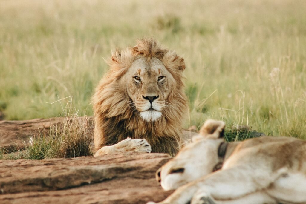 Lions - Tanzania big five 5