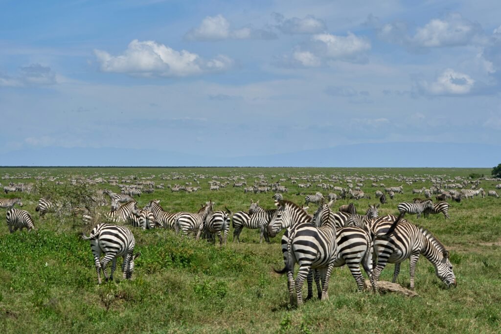 Ngorongoro crater