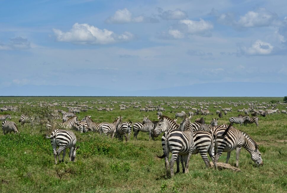 Ngorongoro crater