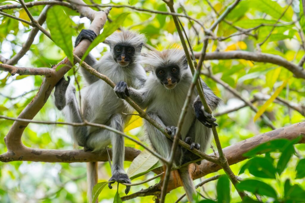 Red Colobus Monkey - Rare Primates