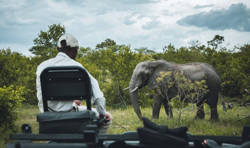 Are Safari Tours Safe?