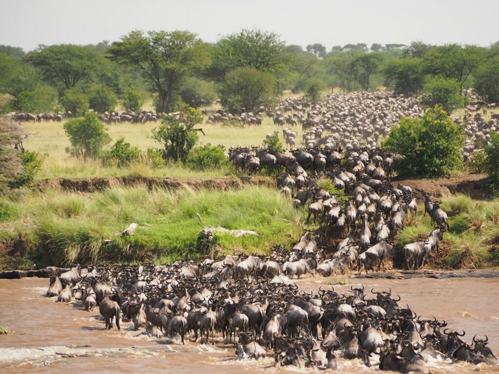 Serengeti - Family Friendly Safaris Destination