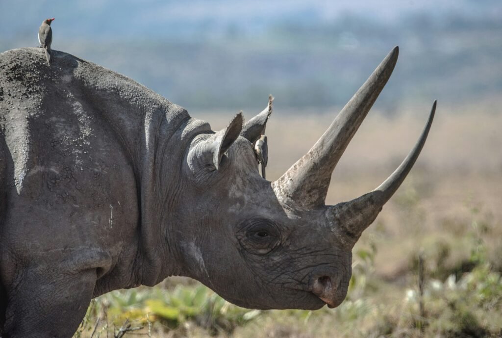 Wildlife in Tanzania black rhino.
