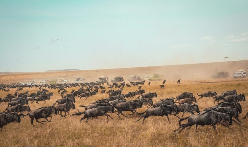 The Great Migration: Nature’s Most Spectacular Journey