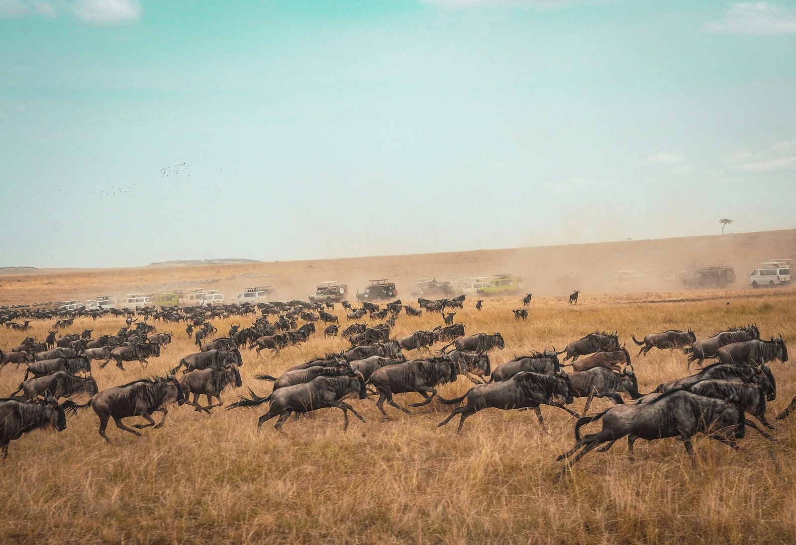 Great Migration