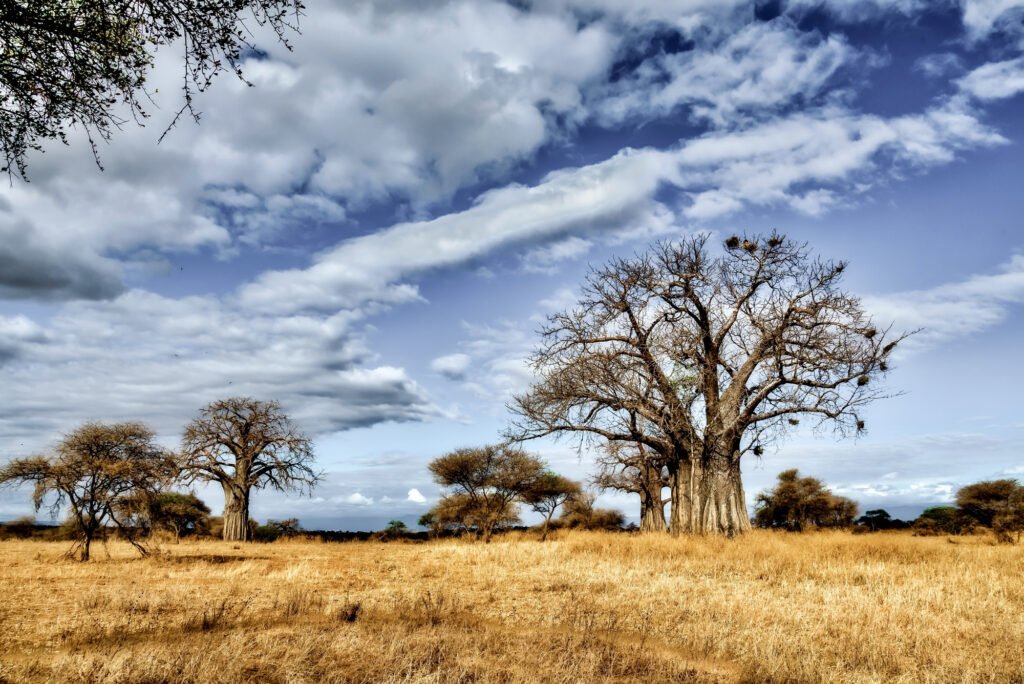 Savannah dry season