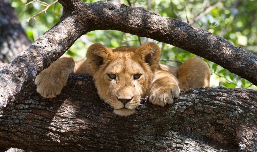 Lake Manyara National Park: The Ultimate Guide for Travelers