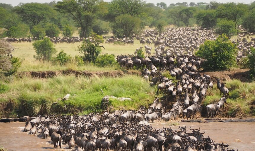 Explore Serengeti National Park: Africa’s Most Iconic Safari Destination