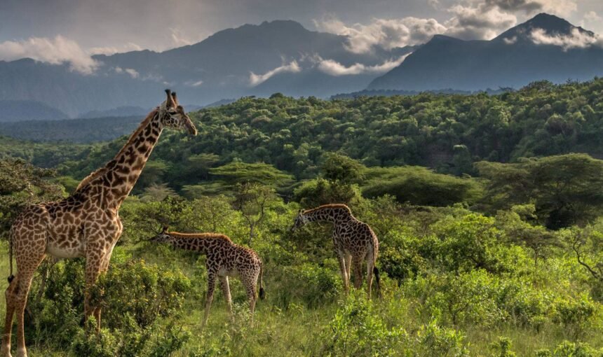 Arusha National Park: Discover Tanzania’s Scenic Wilderness Oasis