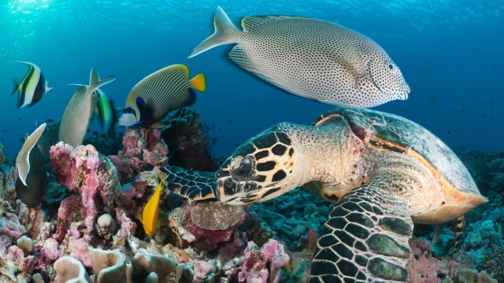 coral reef fish diving zanzibar water sports