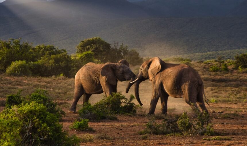 Tanzania Safari Seasons: Understanding Dry Seasons and Wet Seasons