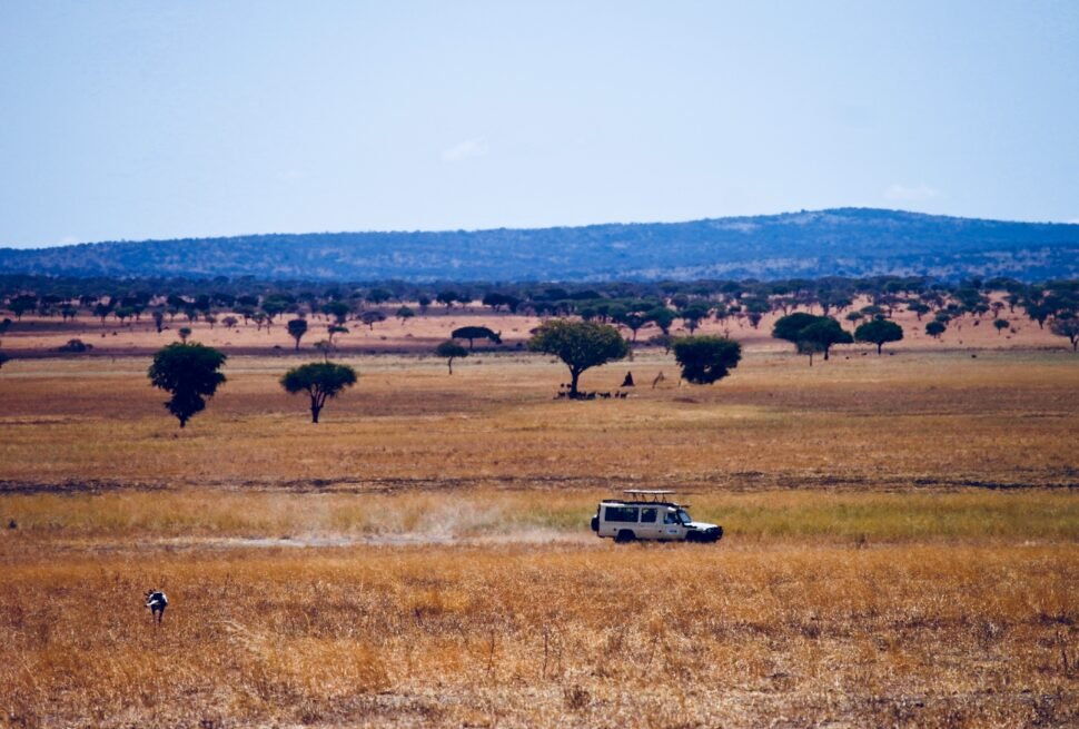 the real safari experience