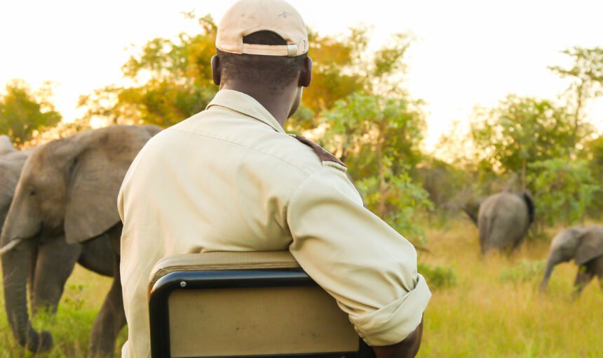 Why a Great Safari Guide Matters