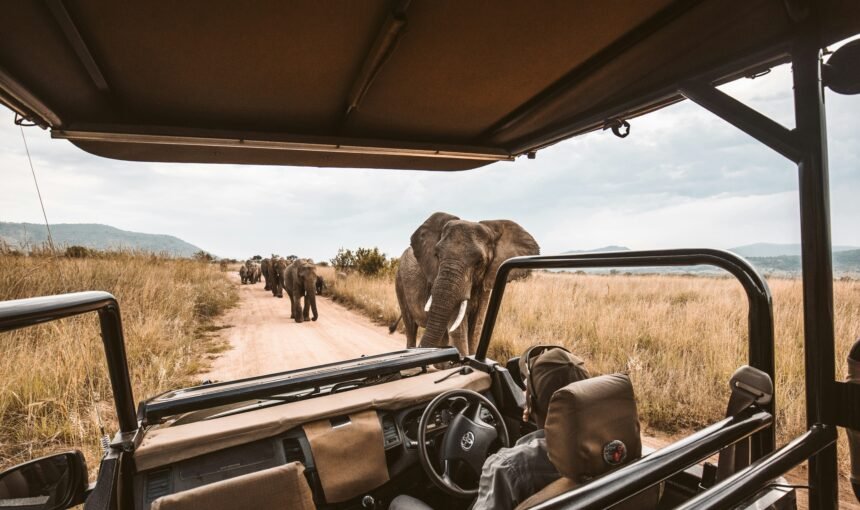 Tanzania Safari Health & Safety Tips: Stay Protected on Your Adventure