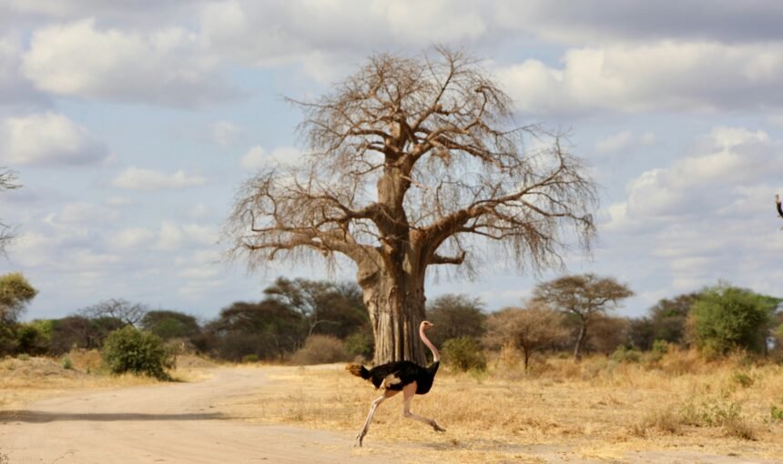 A complete Guide To Tarangire National Park.