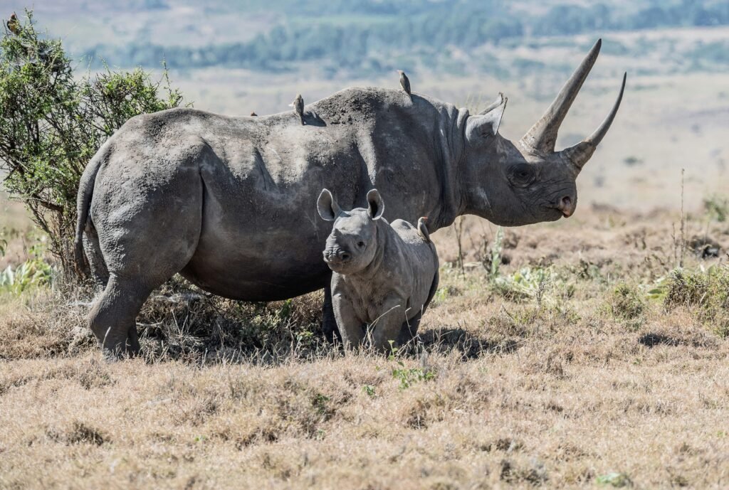 black rhino-big 5 in Tanzania