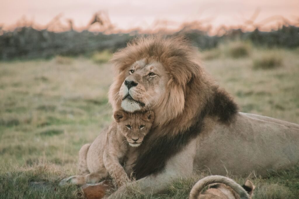 Lion - big 5 in tanzania