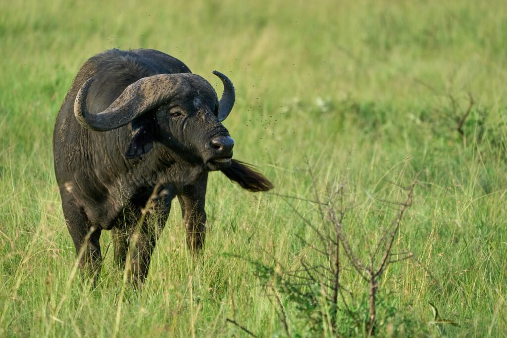Buffalo-big 5 in Tanzania