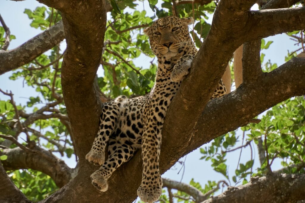 Leopard-big 5 in Tanzania