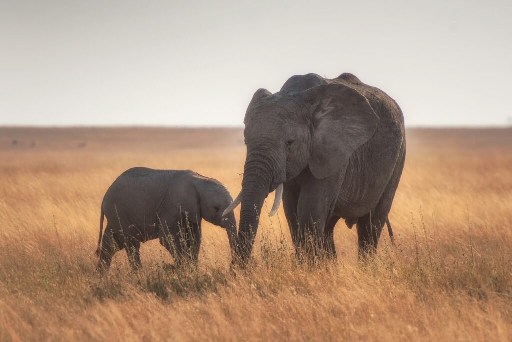 Elephant-big 5 in Tanzania 