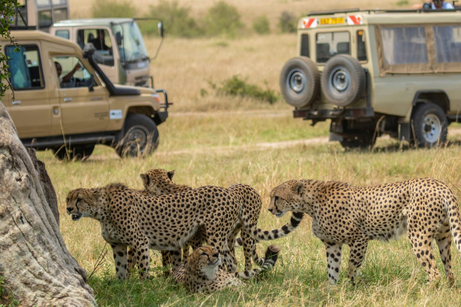 meektrails-safaris-GtHP9TwZPmo-unsplash