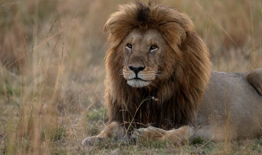 The Big 5 in Tanzania: Africa's most iconic animals The Big 5 in Tanzania: Africa’s most iconic animals